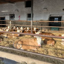 Farma czech beef Farma Býchory