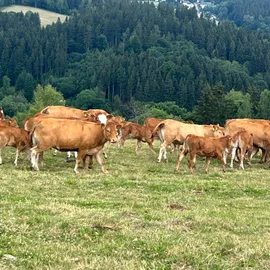 Farma czech beef Farma Nové Zvolání v Krušných horách